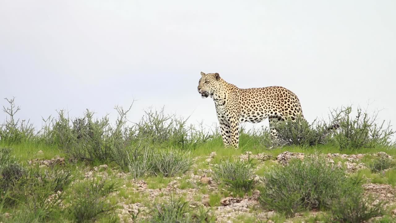 toma amplia de un leopardo macho y hembra entrando en el encuadre y mirando antes de que la hembra se acueste, parque transfronterizo kgalagadi