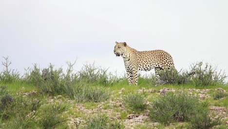 toma amplia de un leopardo macho y hembra entrando en el encuadre y mirando antes de que la hembra se acueste, parque transfronterizo kgalagadi