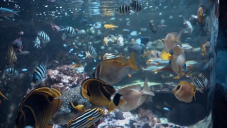 huge aquarium with colourful corals and fishes at chester zoo, uk