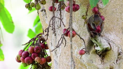 La-Ardilla-De-Pallas-O-La-Ardilla-Arborícola-De-Vientre-Rojo-Encontrada-Comiendo-Una-Fruta-En-Una-Rama-De-Un-árbol-Fructífero,-Callosciurus-Erythraeus