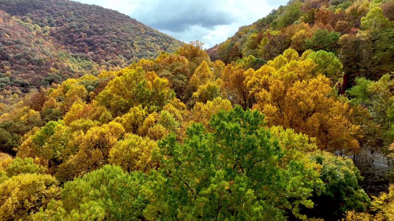 vista aérea de la copa de un árbol de un hermoso follaje de otoño que revela la carretera y el coche a lo largo de la carretera