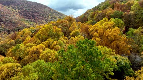 treetop-aerial-view-of-beautiful-fall-foliage-revealing-roadway-and-car-along-road