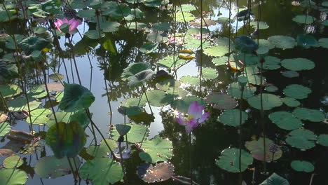 nenúfares y nenúfares flotan en un estanque