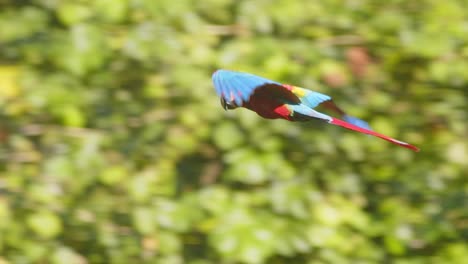 a breathtaking scene of scarlet macaw soaring in morning sunny light above the rainforest of peru.