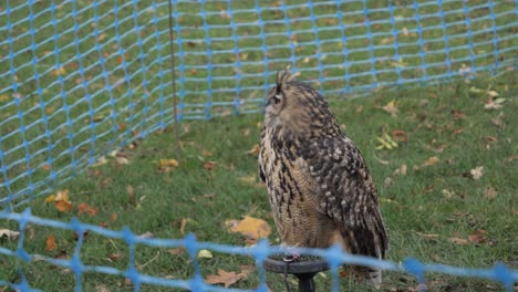 Long-eared-owl-turn-head-around,-slow-motion