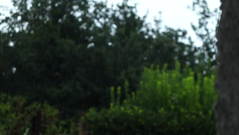 rain-falling-during-a-summer-storm-with-green-trees-in-the-background,-static-shot