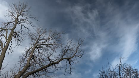 white clouds moving over large tree, timelapse