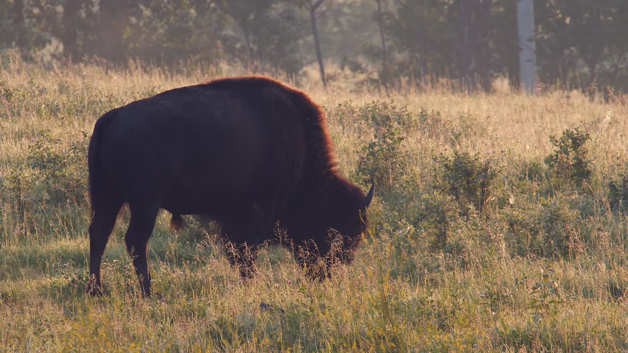 Plains bison bull in profile is backlit by golden morning light, steam
