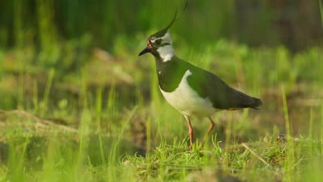 common greenshank in a grassy field