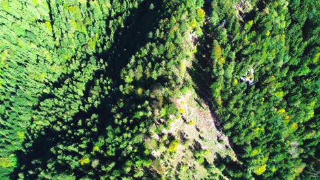 Vuelo-Aéreo-Sobre-Un-Bosque-Verde-En-La-Ladera-De-Una-Montaña,-4k