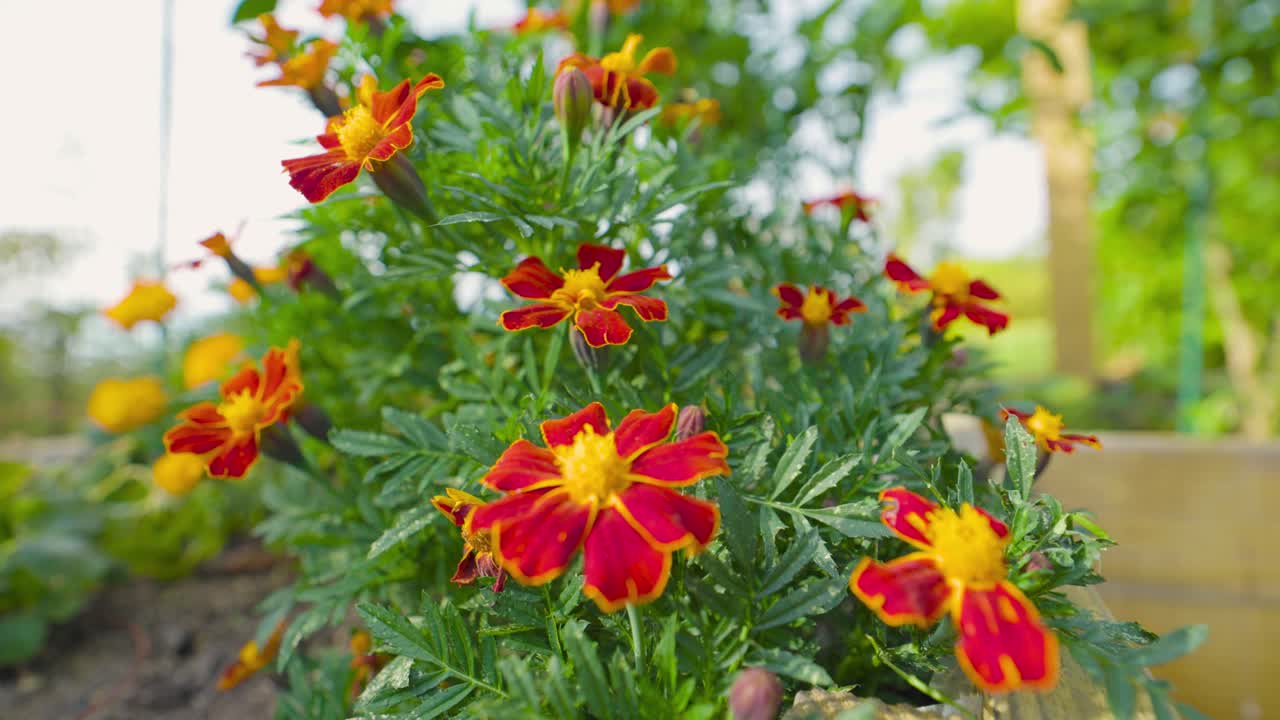 A vibrant bush of red and yellow marigold flowers in full bloom, showcasing rich color and soft afternoon light