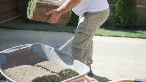 man laying sod grass in backyard garden for lawn installation and landscaping project, focused on home improvement and outdoor maintenance for a fresh, green lawn in a residential yard