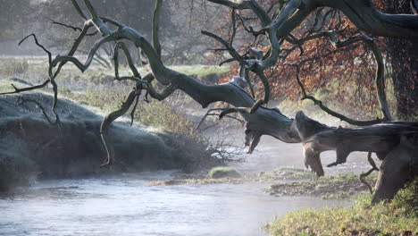 early morning mist hanging over the flowing river arrow framed by a large fallen dead tree, studley, warwickshire, uk