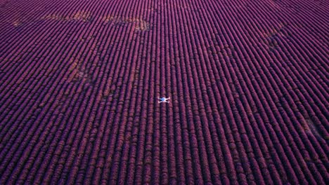 dramatic aerial view of a lavender field showcasing an airplane amidst vibrant blossoms in a patterned landscape during golden hour