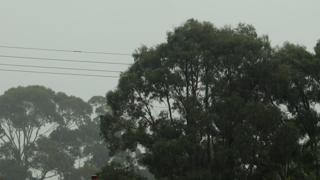 Gum Trees and Power Lines in Heavy Rain, Grey Overcast Daytime, Maffra, Gippsland, Victoria, Australia