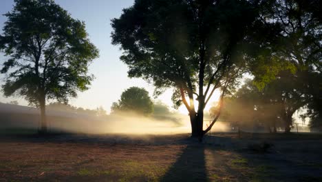 early morning mist and trees illuminated by glowing sunrise on the farm
