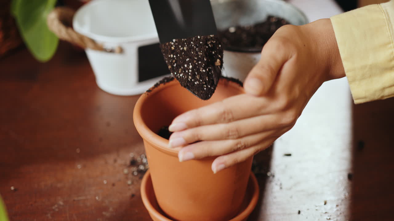 repotamiento de una planta de interior