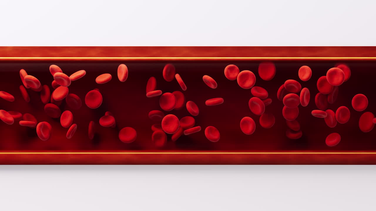 Red blood cells in the blood vessel, 3d rendering
