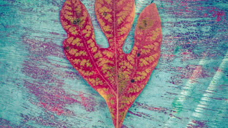 colorful autumn leaf on weathered painted wood