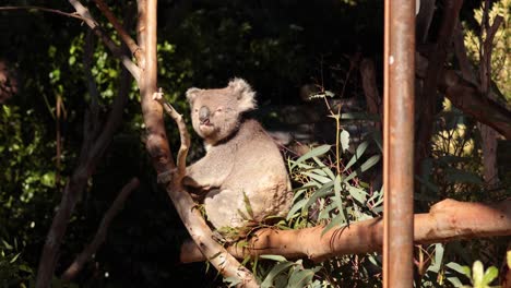 koala sitting and moving on tree branch