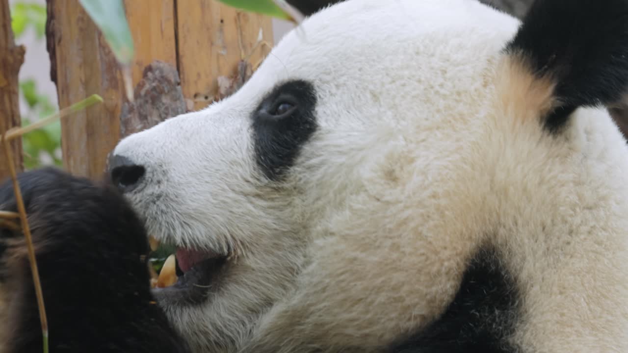 el panda gigante (ailuropoda melanoleuca) también conocido como el oso panda o simplemente el panda, es un oso nativo del sur de china central.