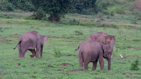 Los-Elefantes-Asiáticos-Son-Especies-En-Peligro-De-Extinción-Y-También-Son-Residentes-De-Tailandia