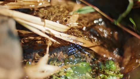 놀라운 푸른 숲에서 흐르는 크리스탈 은 물과 함께 산의 하천의 사진, 물에 반사되는 빛, 아름다운 자연의 한가운데에 있는 하천