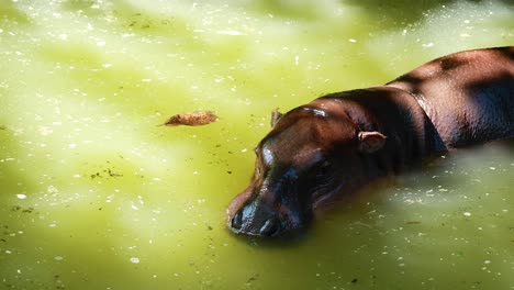 pygmy hippo leisurely swims in greenish water