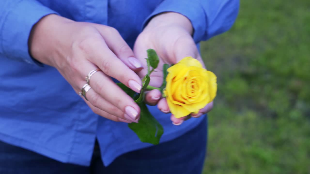Beautiful yellow rose in female hands. Girl in a blue shirt