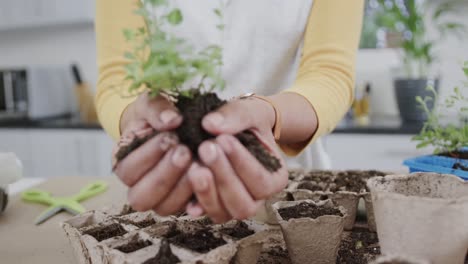 Midsection-of-biracial-woman-planting-herbs-in-kitchen-holding-herb-seedling-in-soil,-in-slow-motion