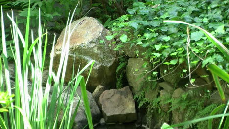 ivy, ferns and bulrushes grow around old stone wall