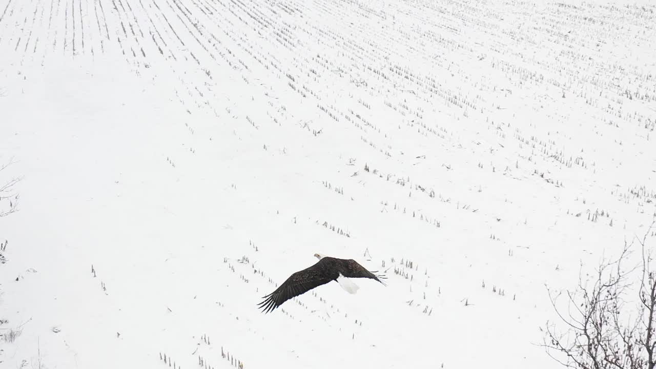 aquila calva sopra il volo di testa da vicino vista incredibile al rallentatore