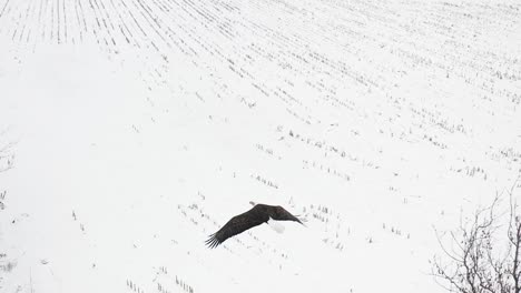 Weißkopfseeadler-über-Dem-Kopf-Flug-Nahaufnahme-Zeitlupe-Erstaunliche-Aussicht