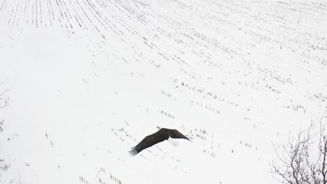 bald eagle over head flight close up slow motion amazing view