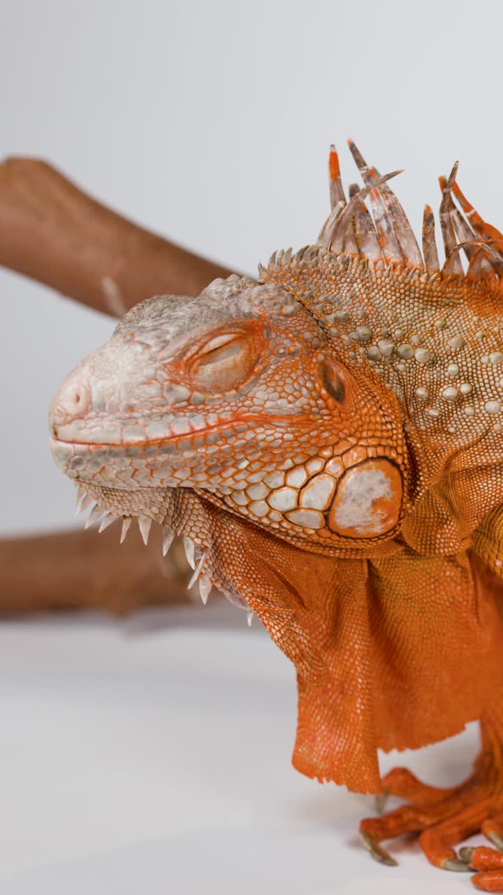 Una mano accarezza delicatamente una tranquilla iguana arancione che riposa su un ramo su sfondo bianco