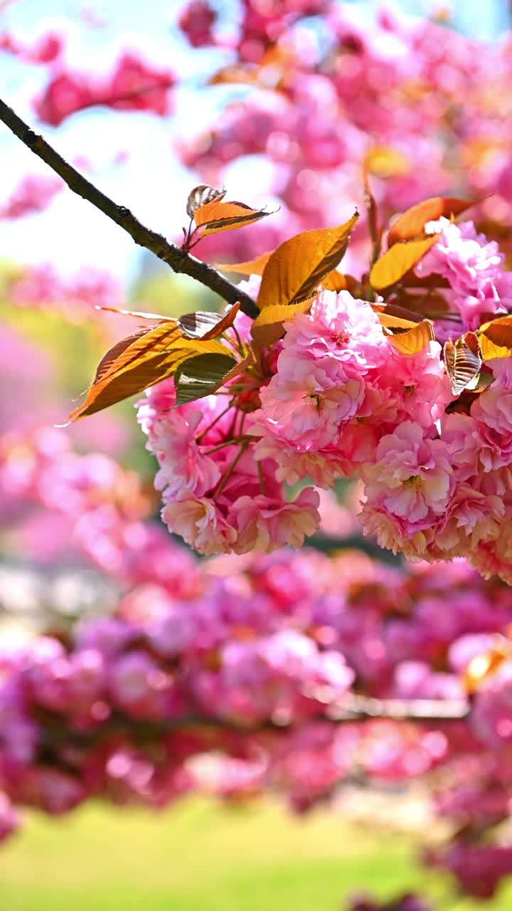 Blooming cherry blossoms in New York. Branches of cherry blossoms in full bloom. Spring colors brighten the park landscape