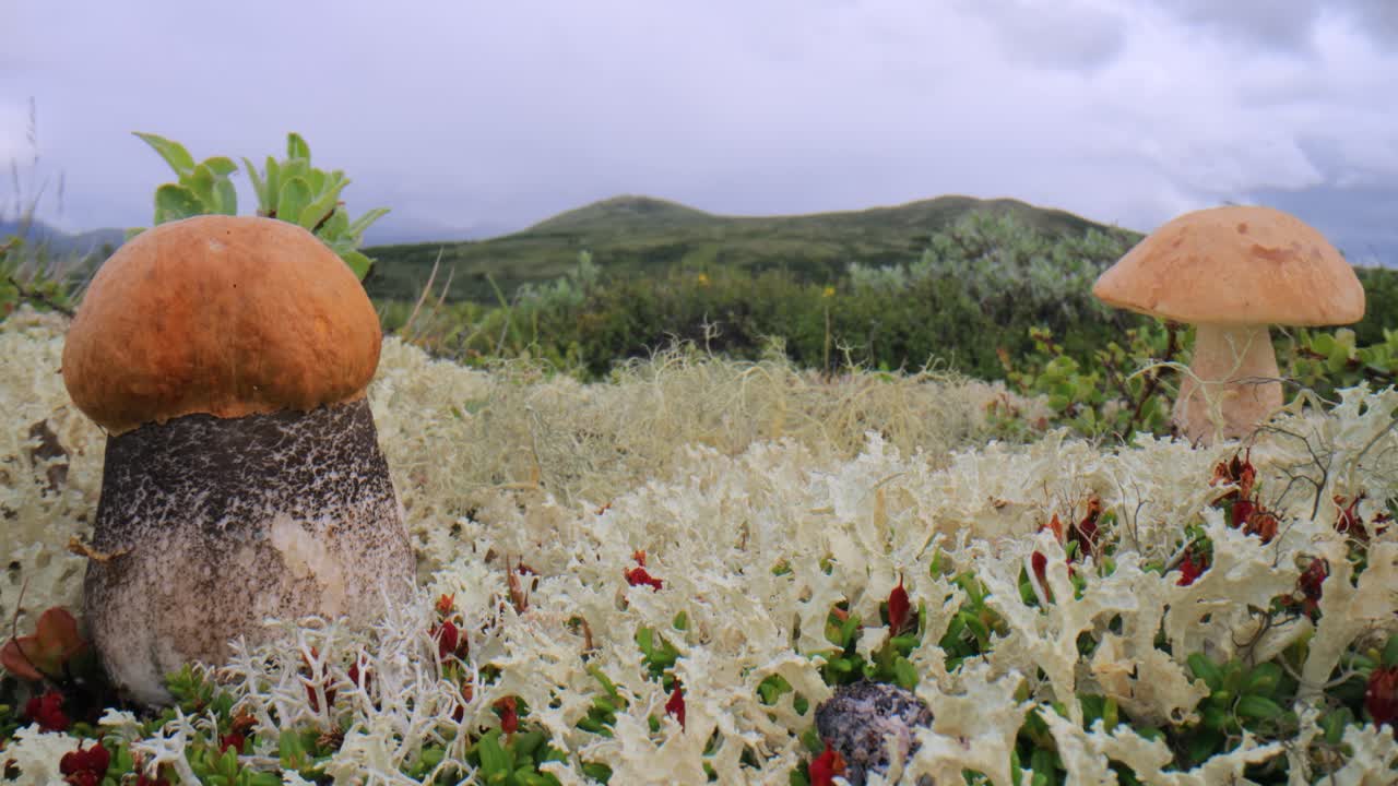 북극 드라, 아름다운 자연, 노르웨이 자연 풍경