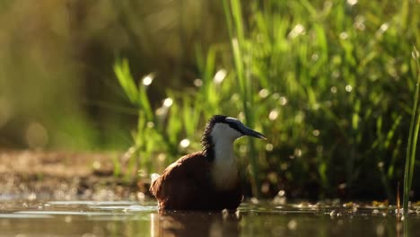 eye-level back-lit clip of an african jacana bathing in shallow water in zimanga, south africa