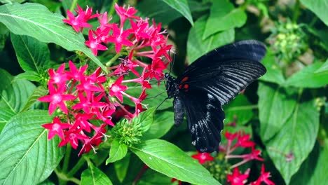 butterfly eat nectar slow-motion