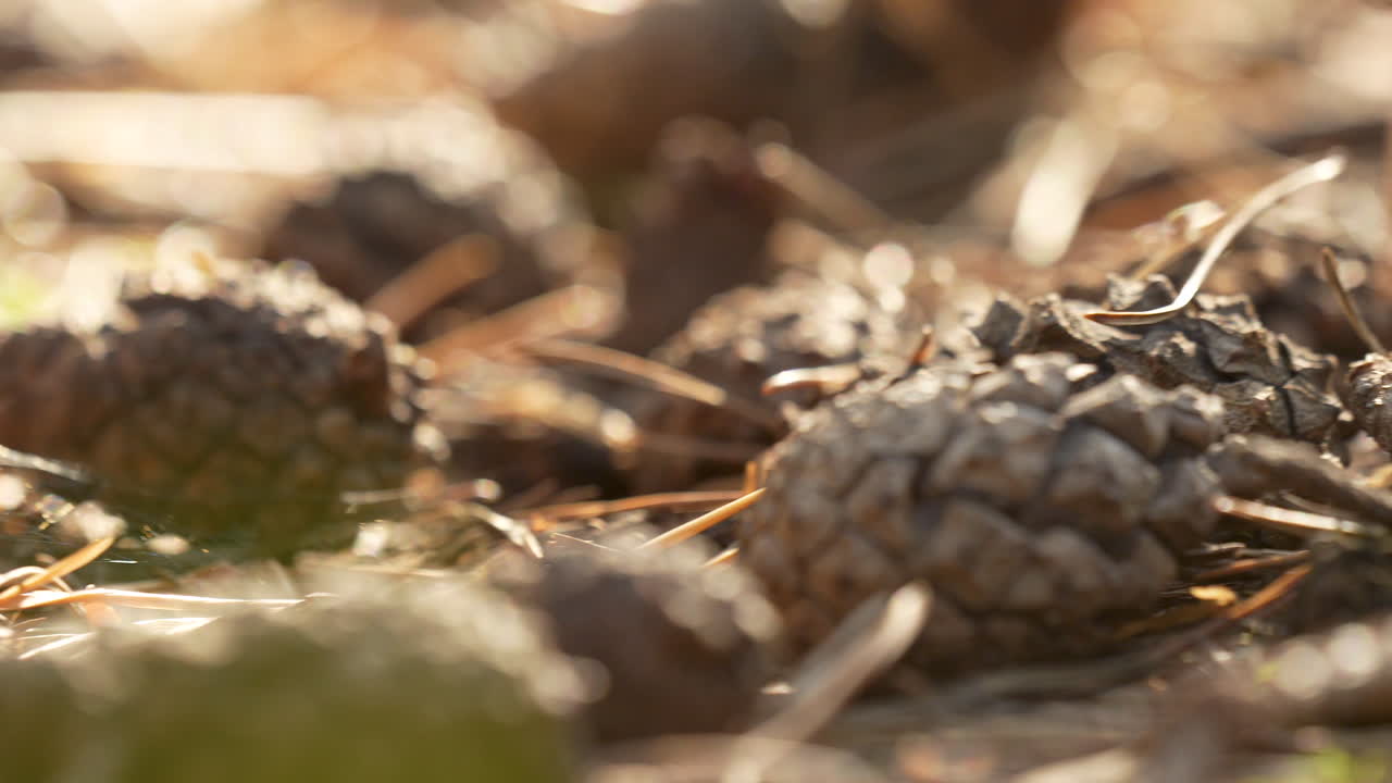 Panning on Pine Cones on the forest floor on a sunny day