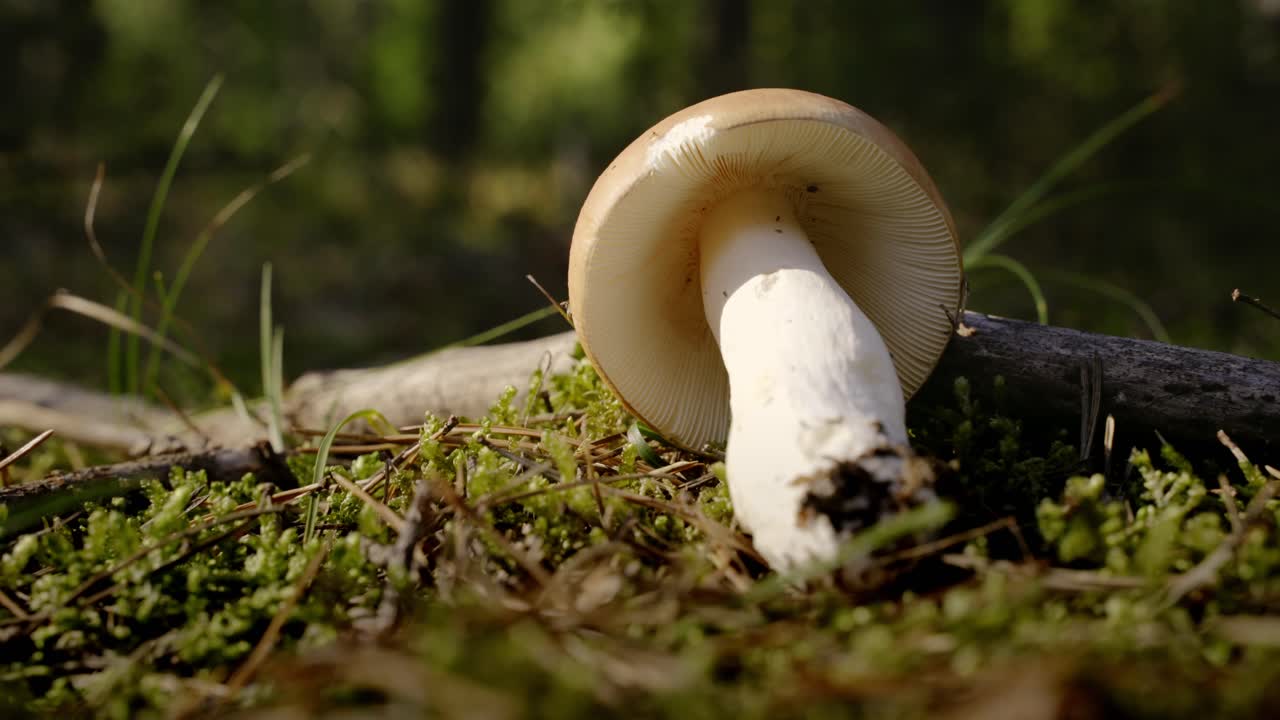 Harvesting mushrooms in a forest