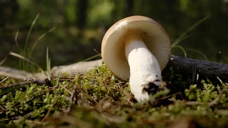 harvesting mushrooms in a forest