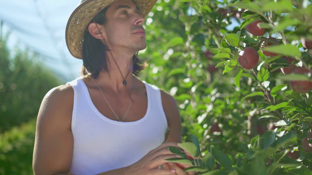 hombre recogiendo manzanas en un huerto