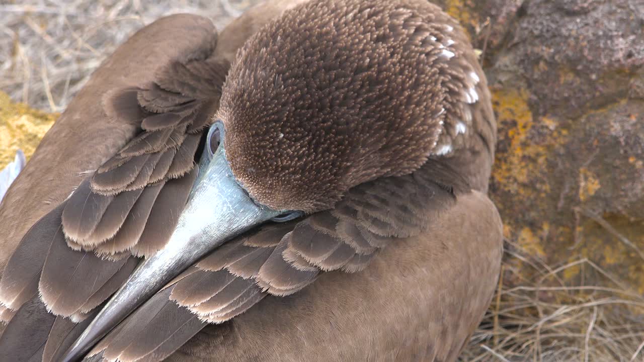 갈라파고스 제도 에콰도르에서 잠자는 푸른 발 부비의 얼굴을 닫습니다