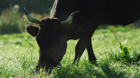 una vaca negra comiendo hierba verde en el valle de la montaña. un animal comiendo en el pasto.