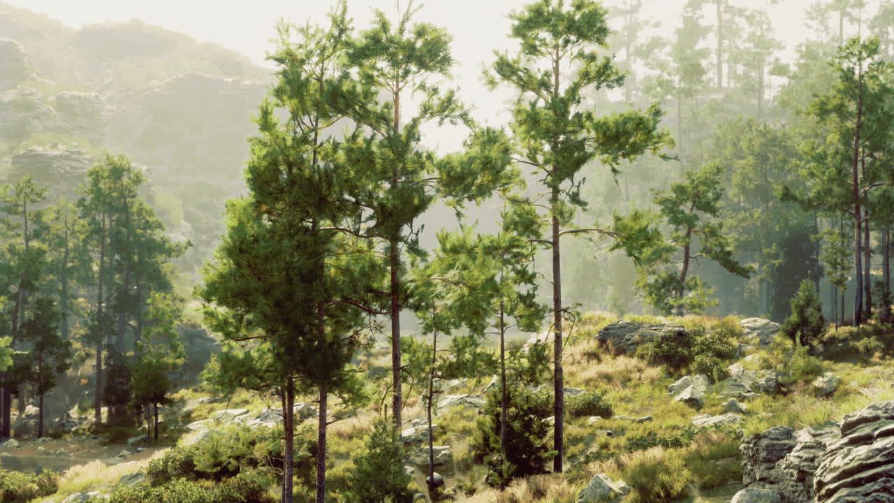 Lush pine trees in a serene mountainous landscape during golden hour