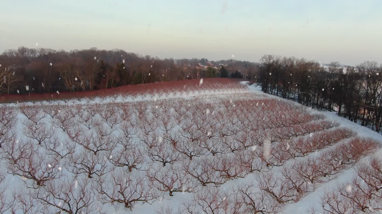 겨울 눈보라 동안 휴면 과일 나무 과수원