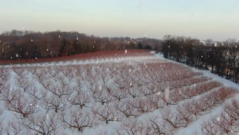 dormant fruit tree orchard during winter snowstorm