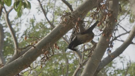 bat searching for a fig, hanging from a tree, walking from branch to branch