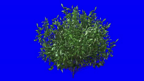 3d azalea shrub with wind effect on blue screen 3d animation